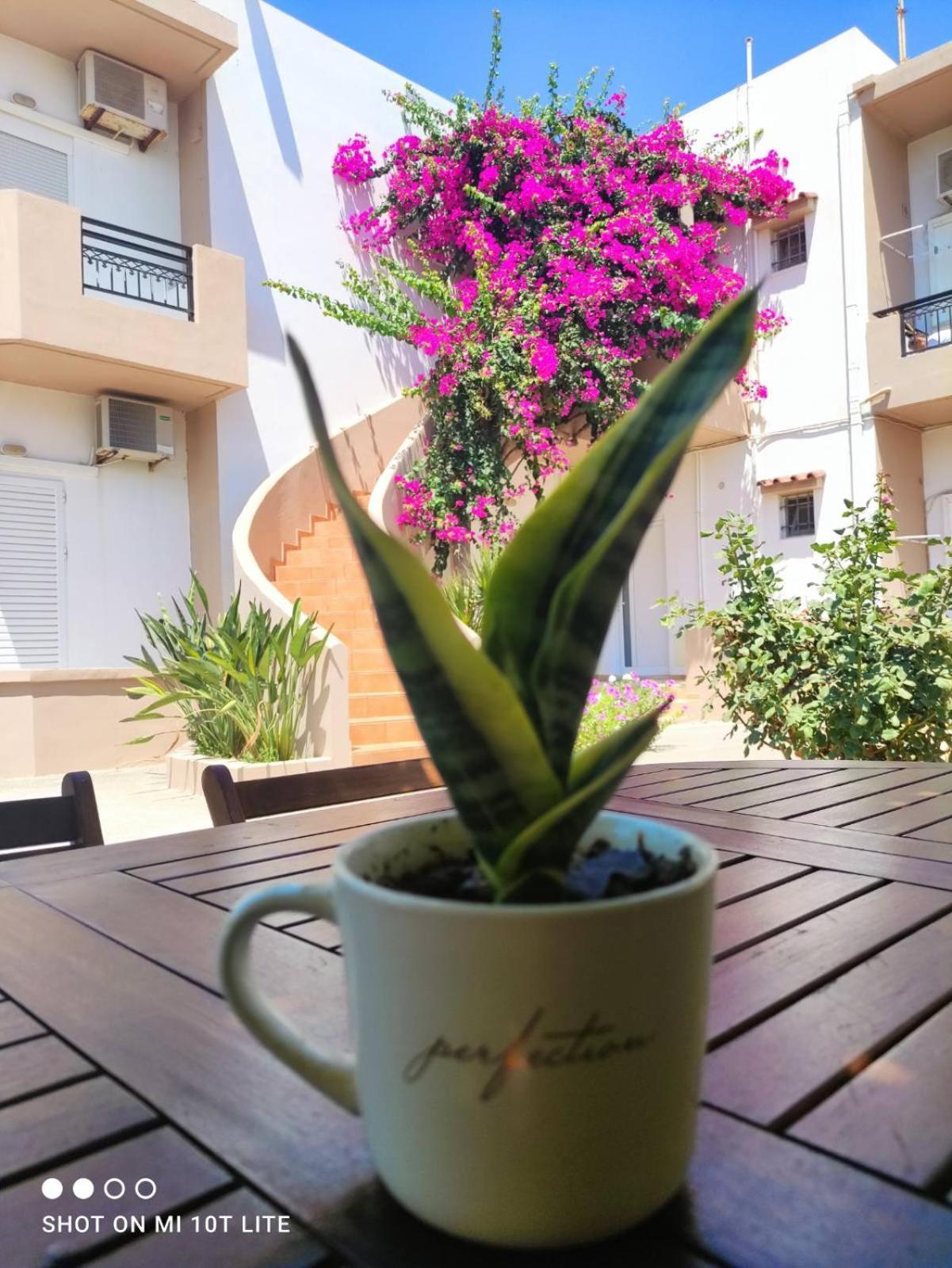 Yannis Apartments Amoudara Lasithiou Zewnętrze zdjęcie